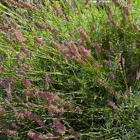 Annika 아파트 스플리트