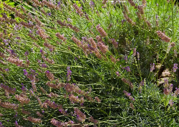 Annika Lägenhet Split